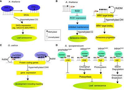 Epigenetic control of plant senescence and cell death and its application in crop improvement